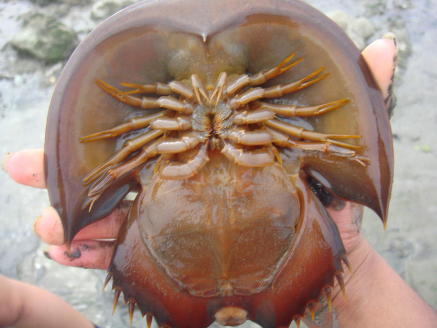 Horseshoe Crab Habitat. bunch of horseshoe crab as