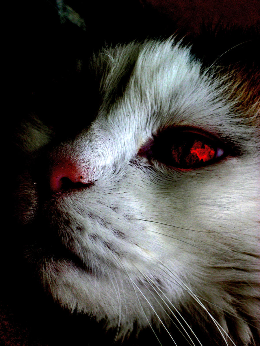Devil_Cat_by_Kairi_382.jpg