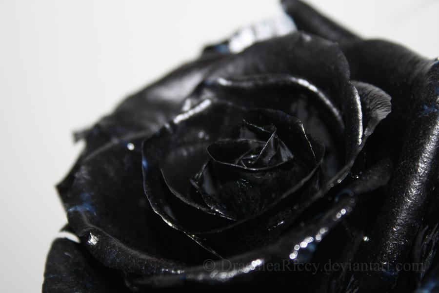 Black Rose by DraculeaRiccy on deviantART