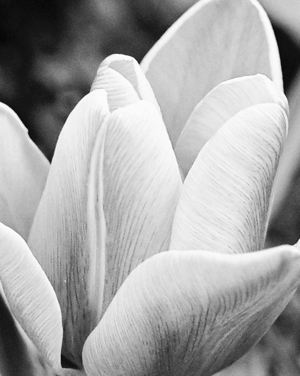 Black and White Tulip by hobwicki on deviantART