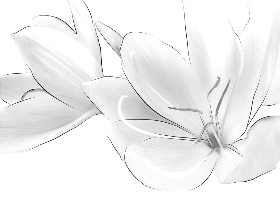 Flower Sketch by caughtthought on deviantART