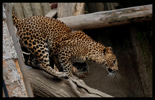 leopard__the_hunter_by_morho-d333r6c.jpg