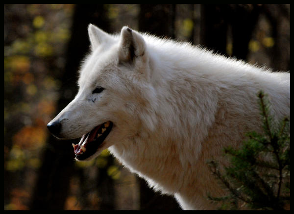 just_arctic_wolf_by_morho-d351ham.jpg