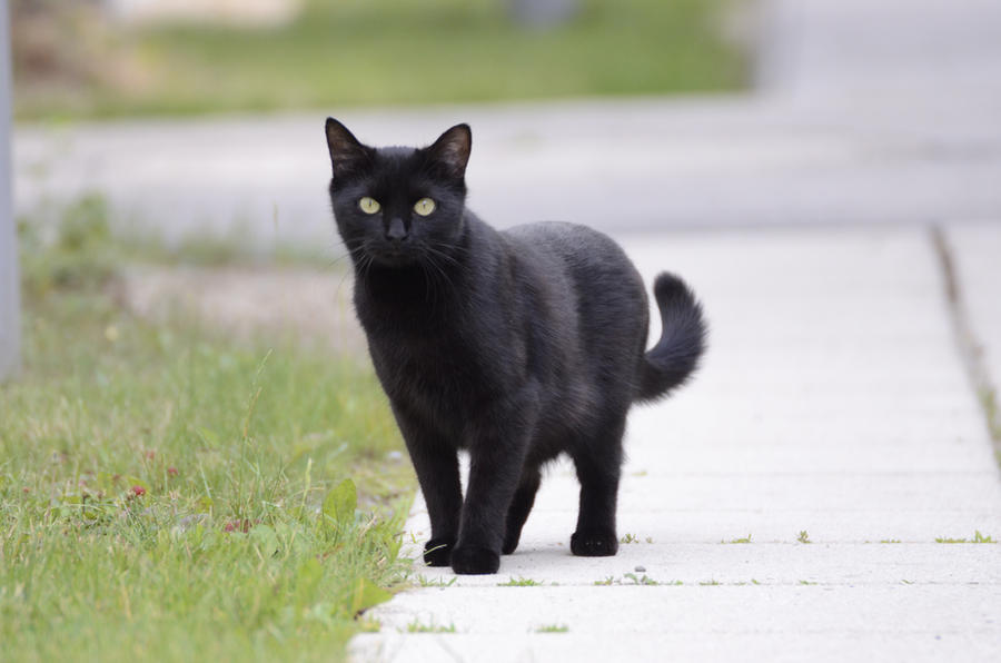 black_cat_14_by_lakela-d53li3u.jpg