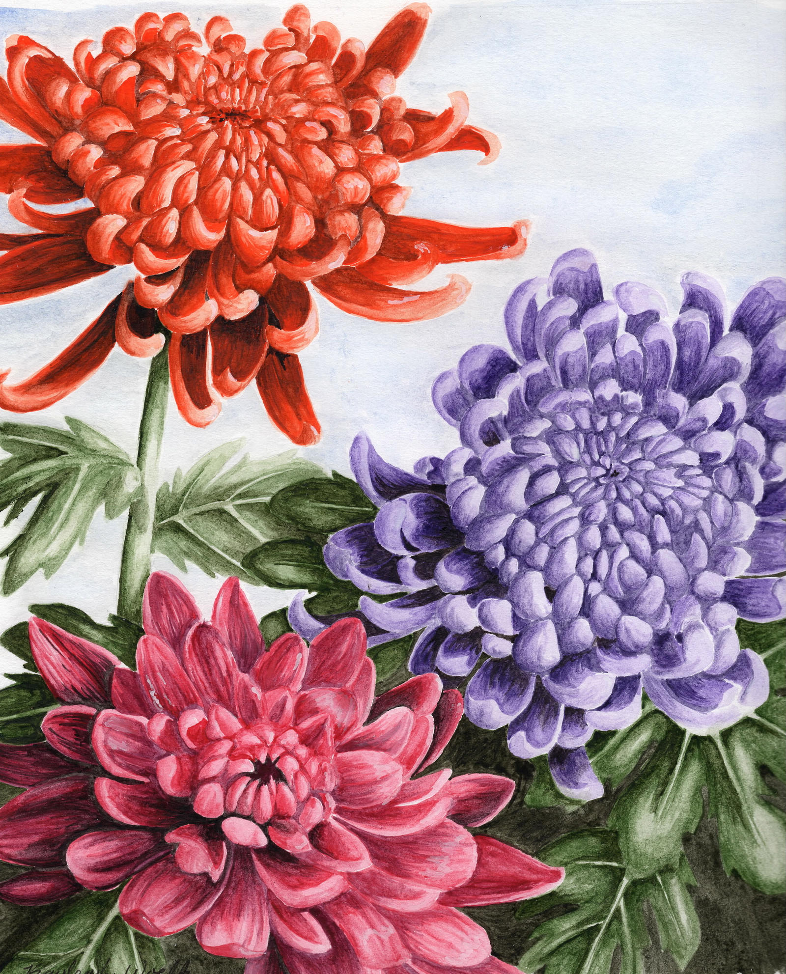 Chrysanthemum Painting Chrysanthemums by