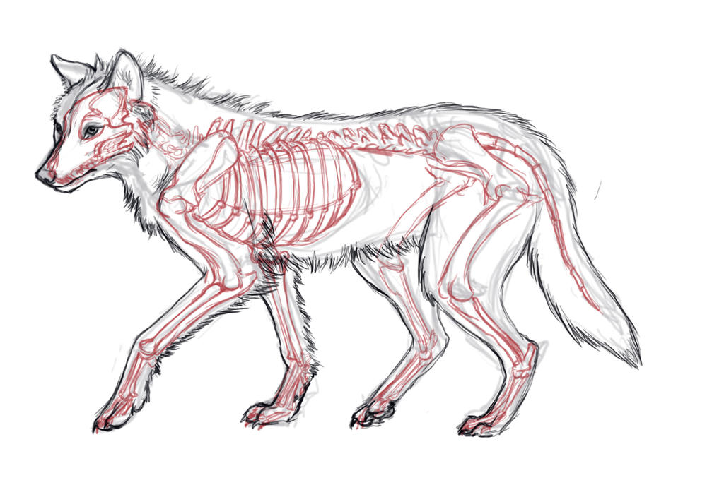 Wolf anatomy study by Javamoos on DeviantArt