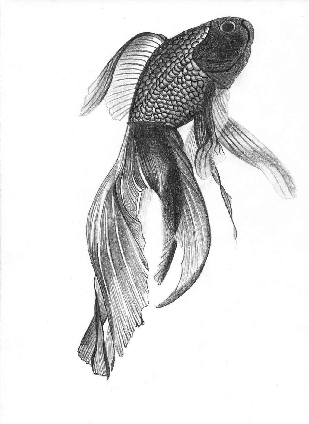 Best How To Draw A Angel Fish  Learn more here 