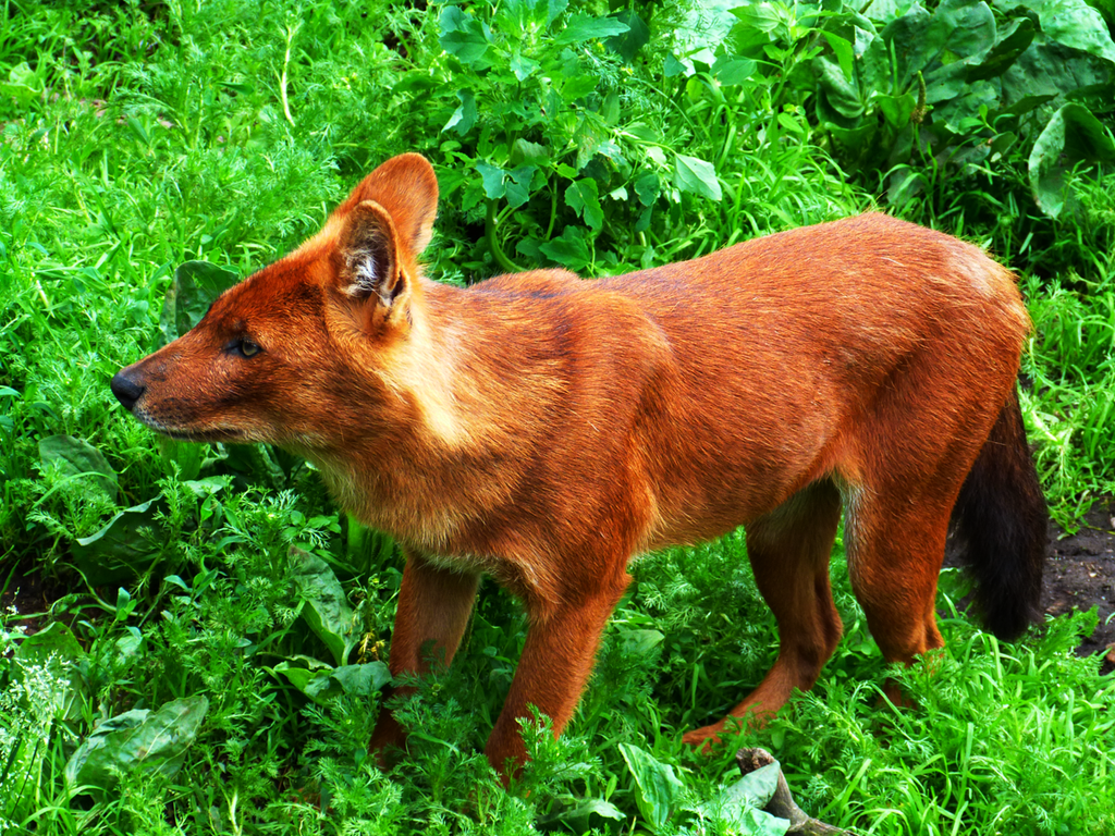 dhole14_by_themysticwolf-d6by7xk.png