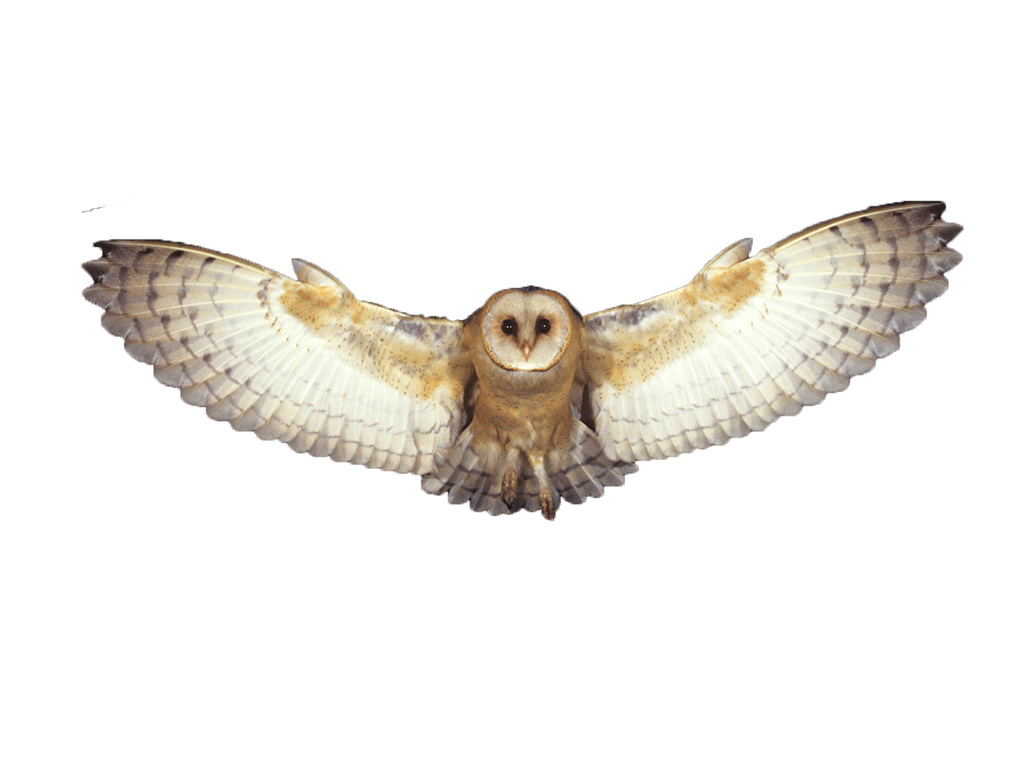 owl flying clipart - photo #40