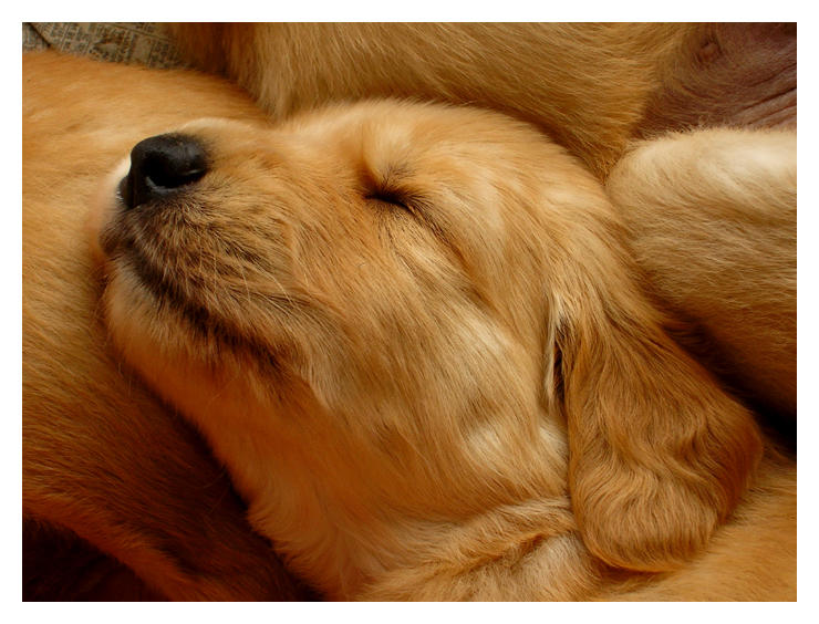 bliss! (With images) Puppies, Cute puppies, Golden retriever