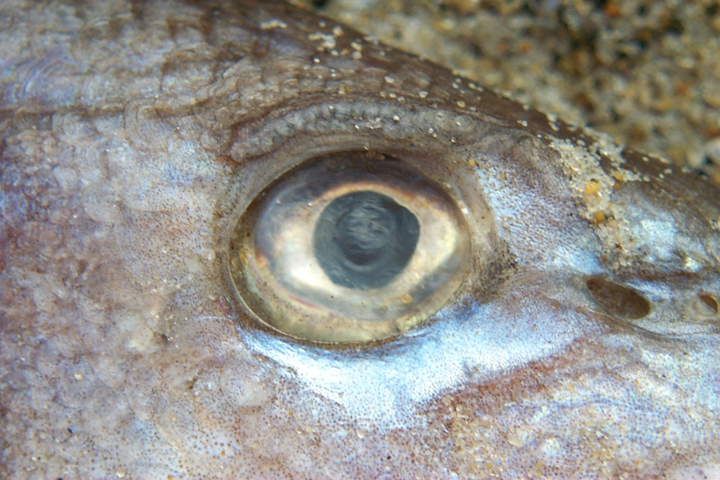 http://fc02.deviantart.net/images/i/2002/12/5/e/Eye_of_a_dead_fish.jpg