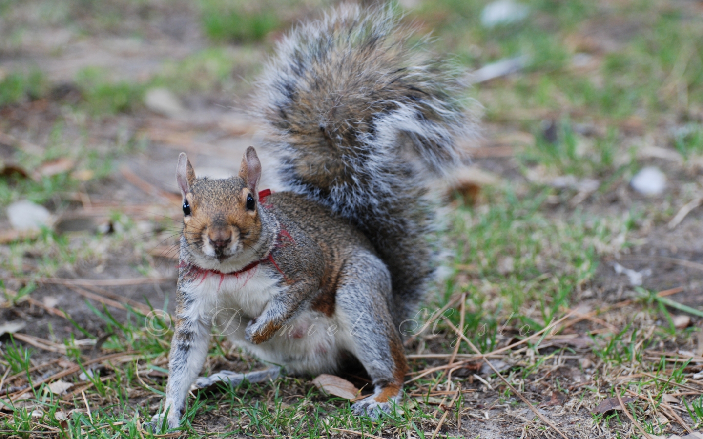 Collared Squirrel. by Rabid-Coot on DeviantArt