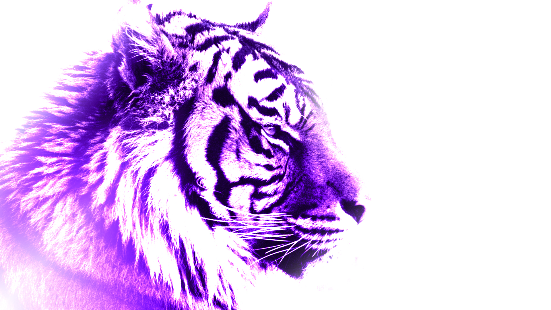Purple Tiger by FlamingShrapnel on DeviantArt