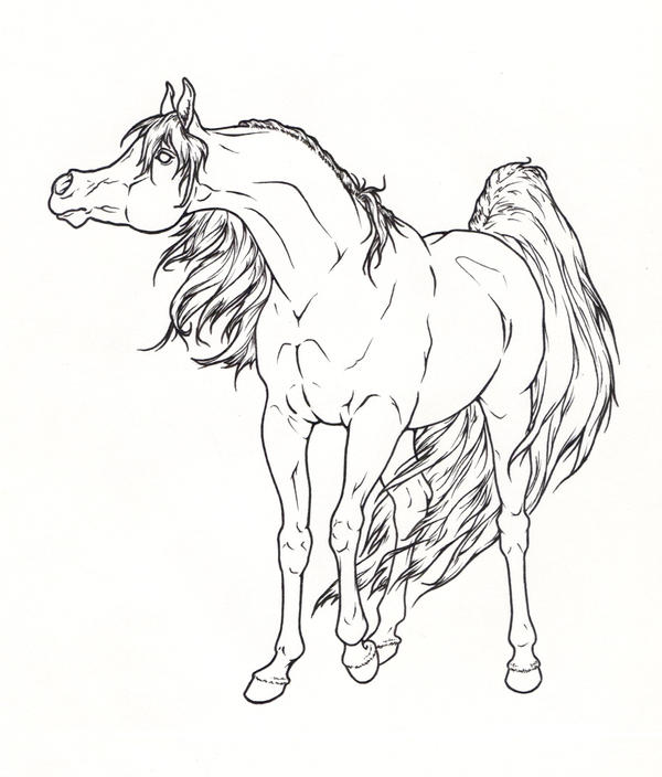 Arabian Horse Lineart by ReQuay on DeviantArt