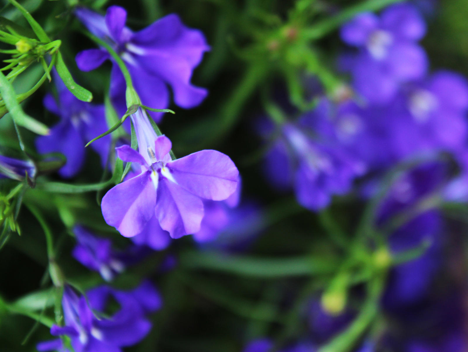 Tiny Purple Flower by emilymhanson on DeviantArt