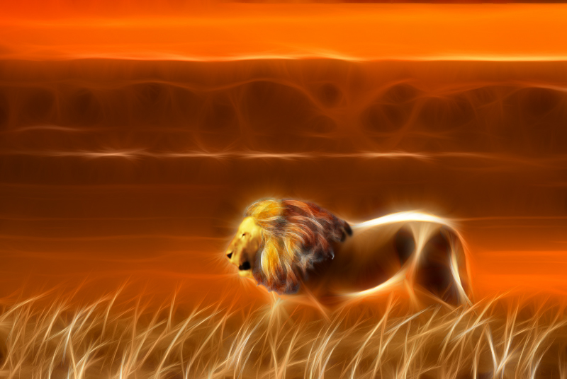 Lion - Sunset 1