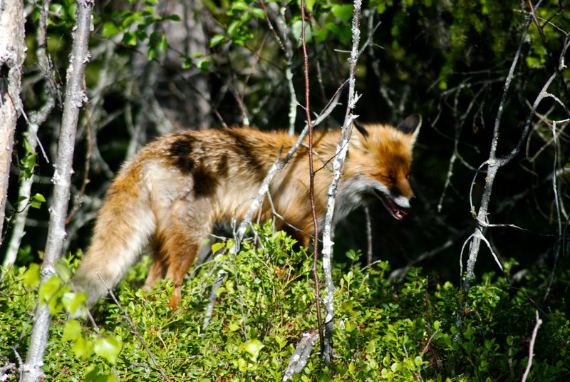 Yawning fox by MKlver