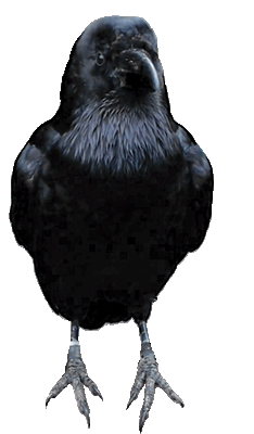 The Raven II by luisbc